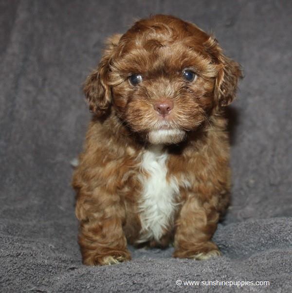 Rusty - Shihpoo