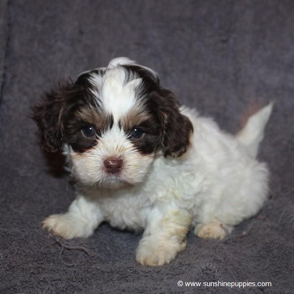 Curly-Shihpoo