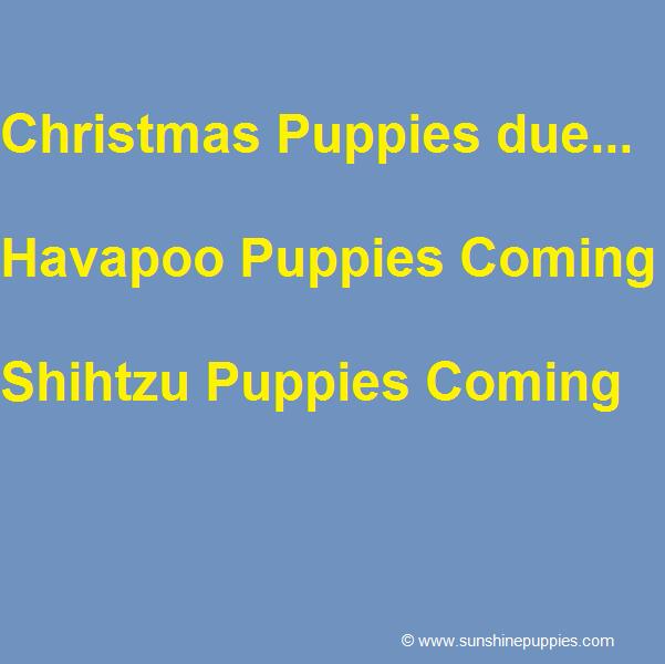 Christmas Havapoo Puppies Due!!