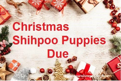 Christmas Shihpoo Puppies Due!!