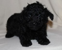 Poodle Puppies