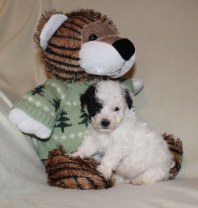 Poodle Puppies