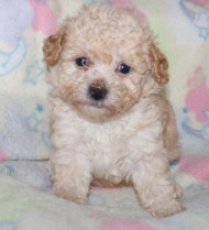 Poodle Puppies