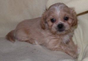 shihpoo Puppies