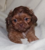 shihpoo Puppies