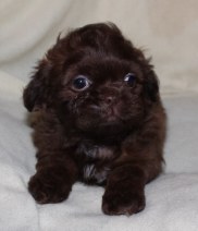 shihpoo Puppies