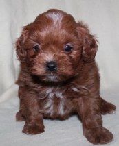 shihpoo Puppies