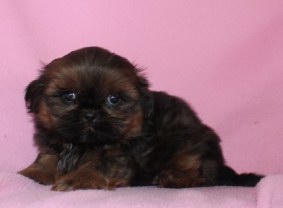 shihtzu Puppies