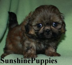 shihtzu Puppies