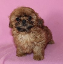 shihtzu Puppies