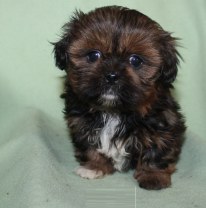 shihtzu Puppies